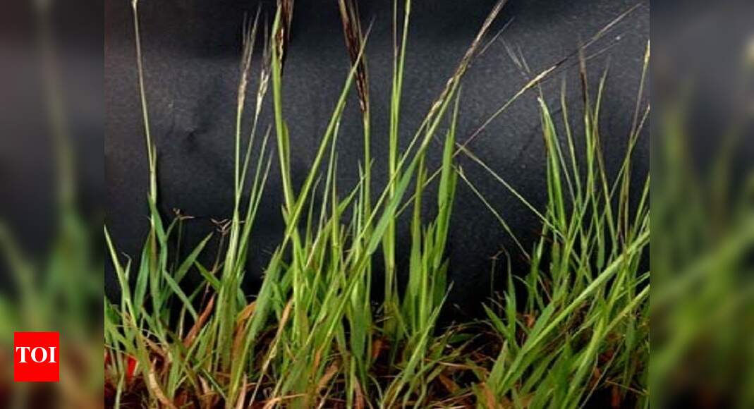 Discovery of new grass species points to need of conserving lateritic