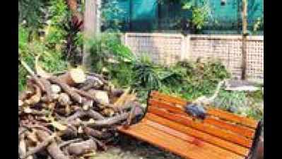 Mumbai: Another tree fall death in Chembur, mother of three killed