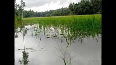 Now, build homes on paddy lands too