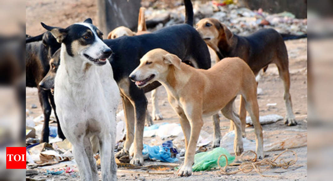 MC finalises company for stray dog sterilization project | Ludhiana ...