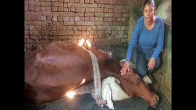 Unable to get timely treatment, former Dell manager’s cow dies