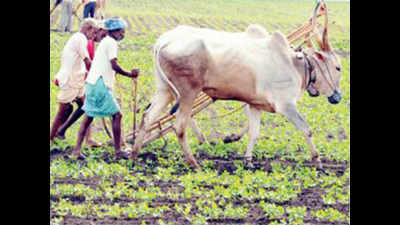 Karnataka aims to tap neera by giving farmers a free run