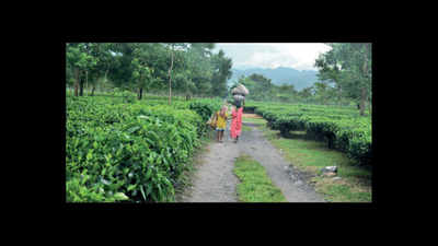 The sorrows of Assam's tea children