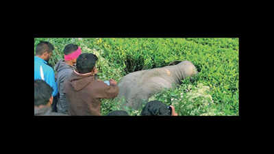 Express train mows down 5 elephants in Assam
