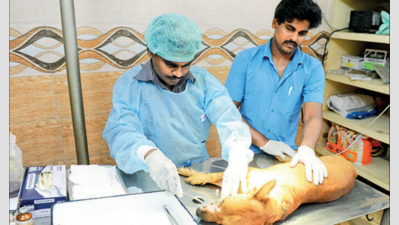 It has been more than a week since media professional Karthik Dhandapani lost three of the six adopted strays that he was trying to get treated for canine distemper.