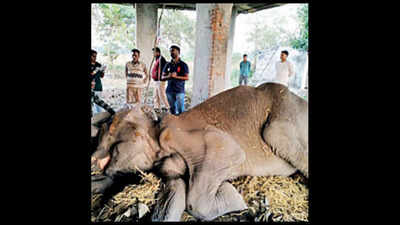 Pushpakali, oldest elephant at Dudhwa National Park, dies