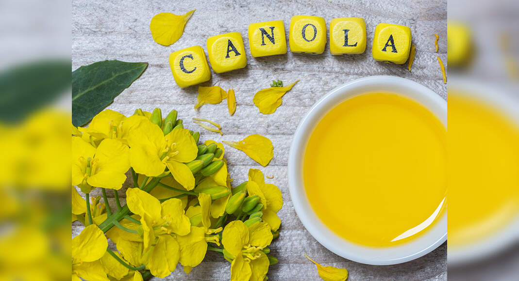 Revealed! Canola oil may cause serious health issues