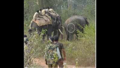 Elephant creates havoc in Karnataka’s Hassan district, is immune to tranquilizers