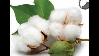 Godowns of 10 cotton seed cos raided, stocks sent for testing