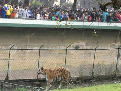 Get your first look at Alipore zoo's new arrivals tomorrow | Kolkata News - Times of India Get your first look at Alipore zoo's new arrivals tomorrow | Kolkata News - Times of India