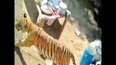 Tiger gatecrashes wedding in MP; attacks woman