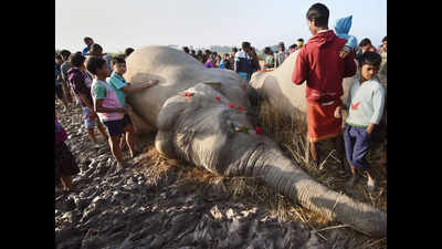 In Assam, 40 elephants die in 100 days as man-animal conflicts increase