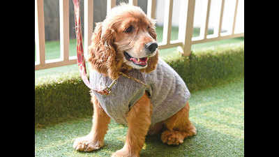 Christmas hoodies and cozy sweaters for Gurgaon's pampered pooches