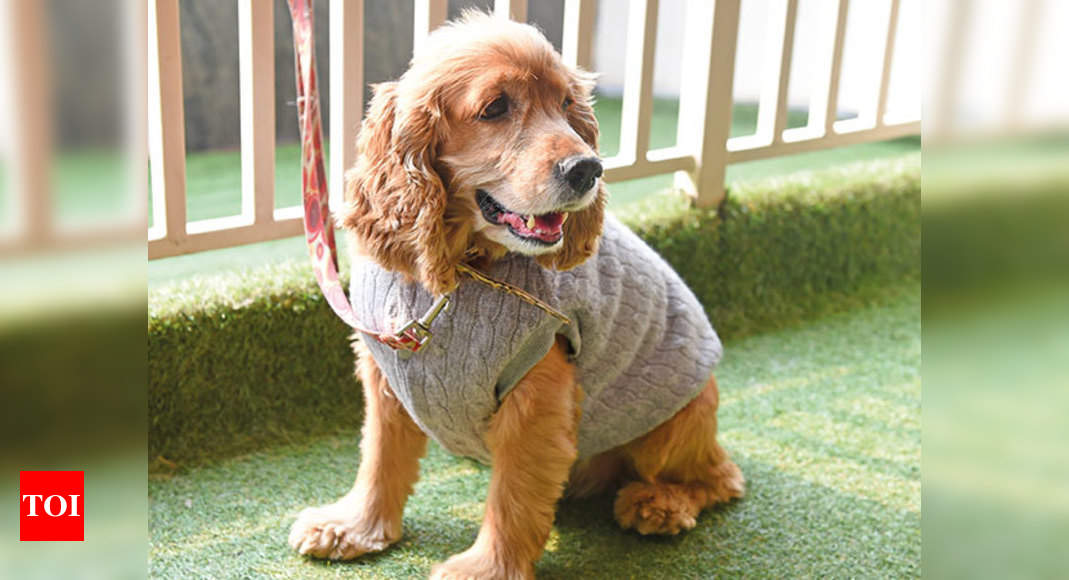 cocker spaniel sweater