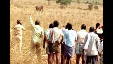 Three injured in elephant attack in Davanagere district