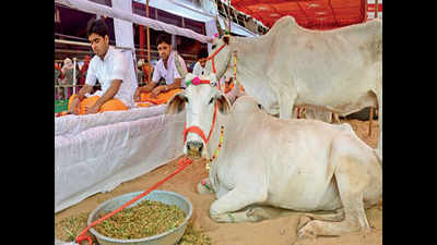 Good money allures many into cow smuggling in Mewat
