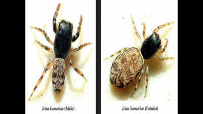 Archanologist names new jumping spider after wife