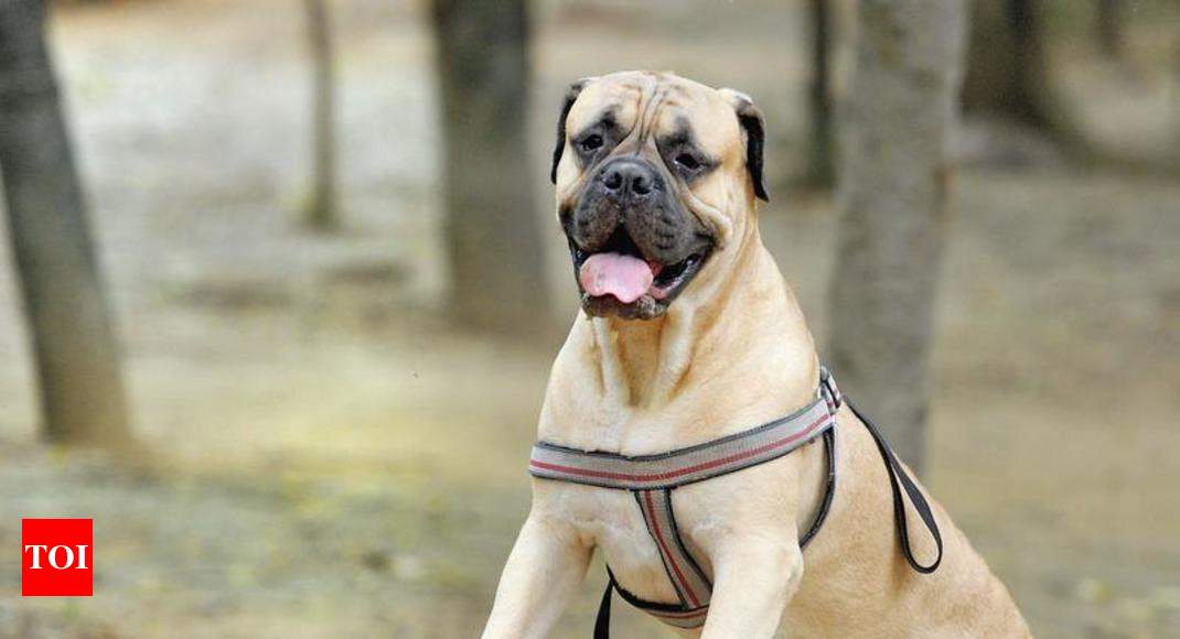 Owner booked as Bullmastiff bites boy | Gurgaon News - Times of India