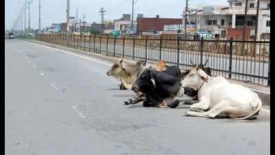 Stray cattle to get shelter on freed land