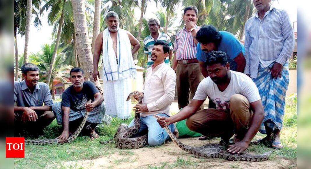 Three pythons found in a house near Malpe | Mangaluru News - Times of India