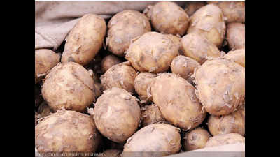 Potatoes at 20 paise/kg in wholesale; UP farmers, cold storages in distress