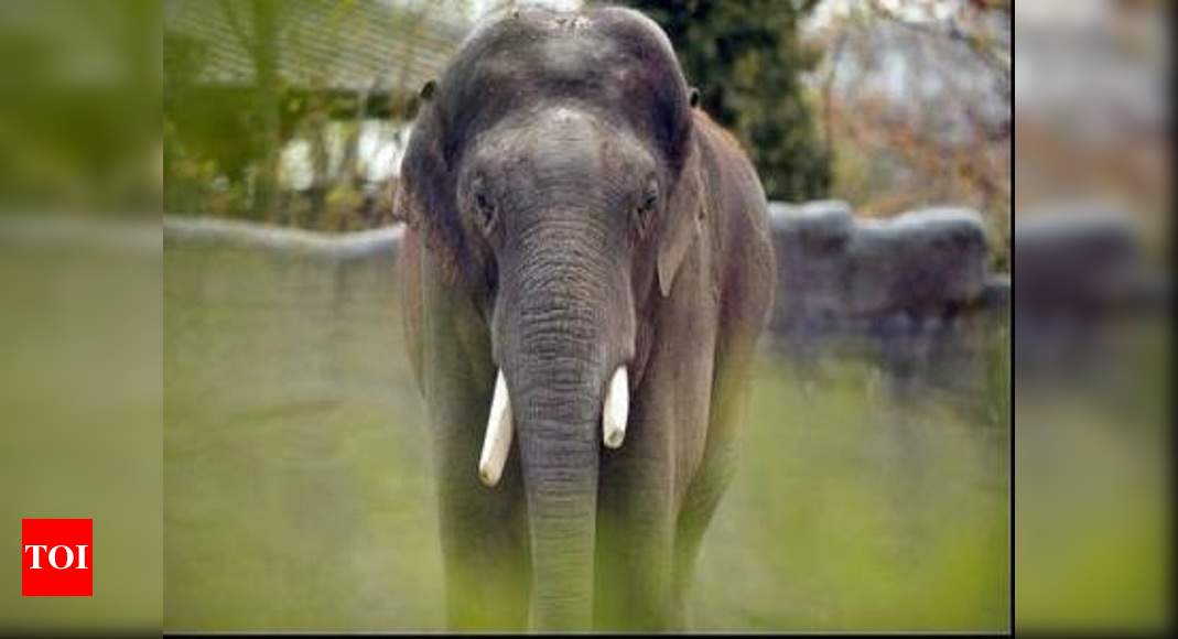 Elephant kills man in Chhattisagrh forest | Raipur News - Times of India