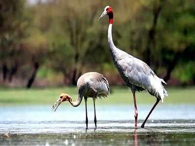 In a first, 10 sarus cranes spotted in Soor Sarovar Bird Sanctuary ...