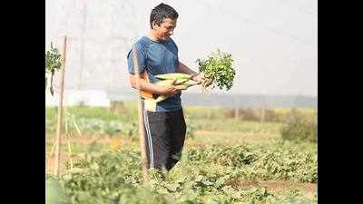 Meet Gurgaon's urban farmers!