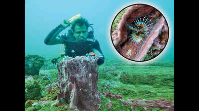 Whoa! This scuba diver stumbled upon a sponge coral in mana Vizag!