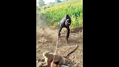 For straying into farm, man brutally thrashes monkey with stick, footwear and belt