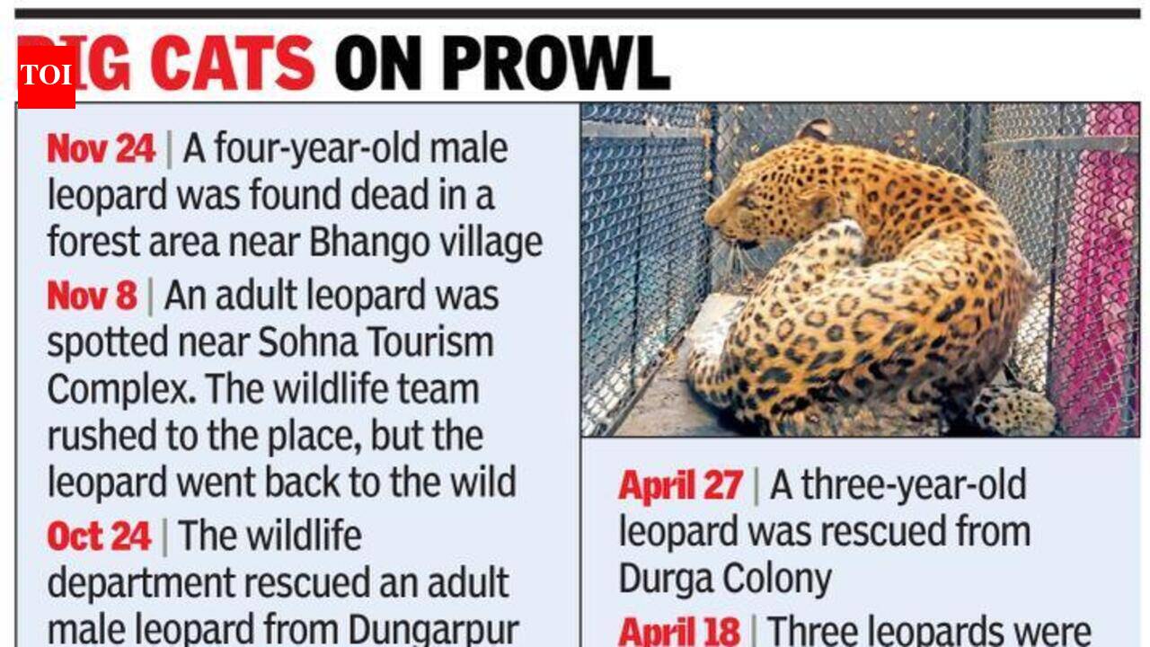 Forest dept study to find out leopard count, movement pattern in ...