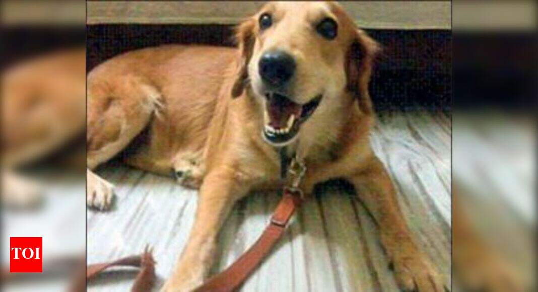 Burial grounds are free, but pet owners charged hefty fee Chennai