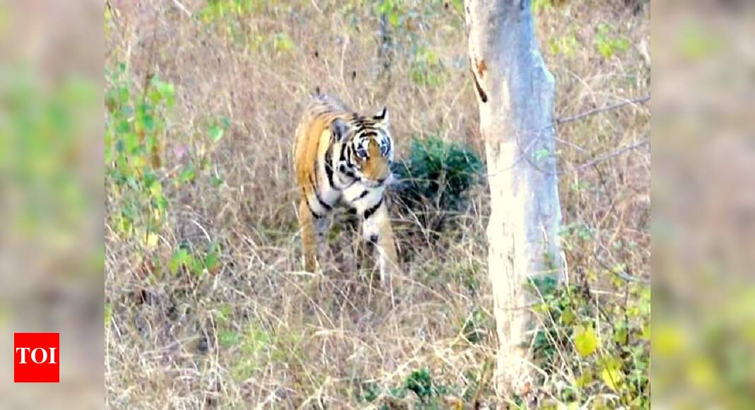 Poachers kill tiger inside Panna reserve, toll hits 26 Bhopal News