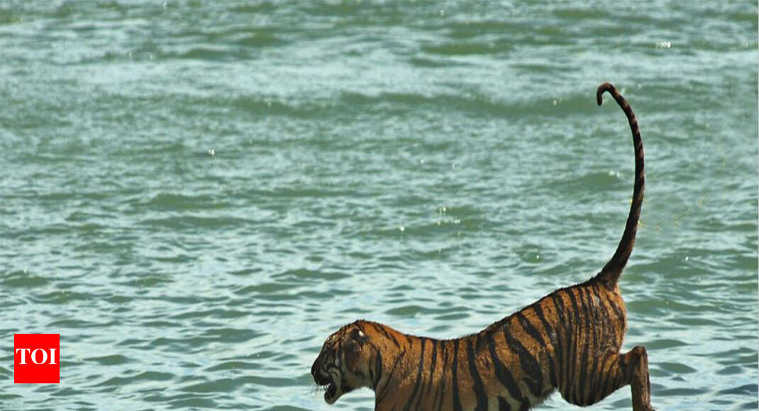 Poachers kill tiger with wire trap inside Panna reserve Bhopal News