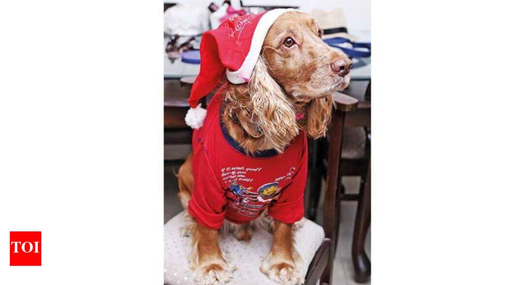 cocker spaniel dog clothes