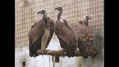 Oriental white-backed vulture numbers steady, but Long-billed vultures still on decline