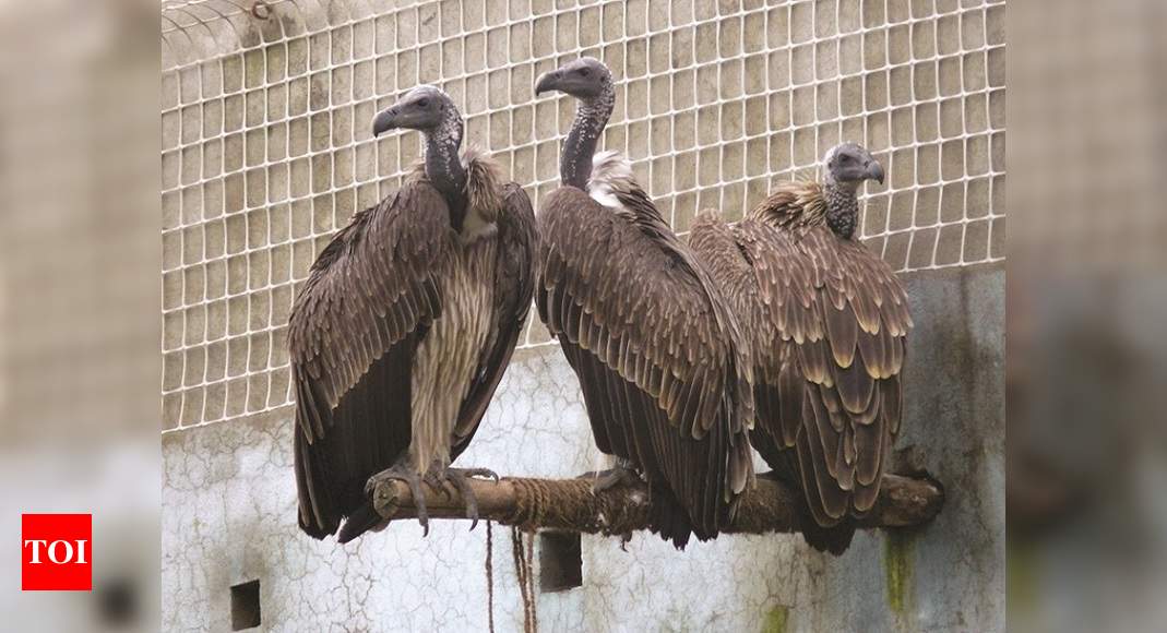 Oriental White Backed Vulture Numbers Steady But Long Billed Vultures Still On Decline Mumbai News Times Of India