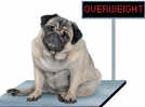 Is your unconditional love making your pooch obese?