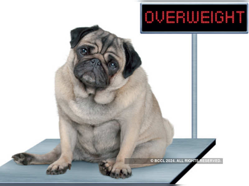 Is your unconditional love making your pooch obese?