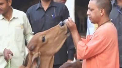 Now, Yogi govt wants 'cow safaris' in Uttar Pradesh