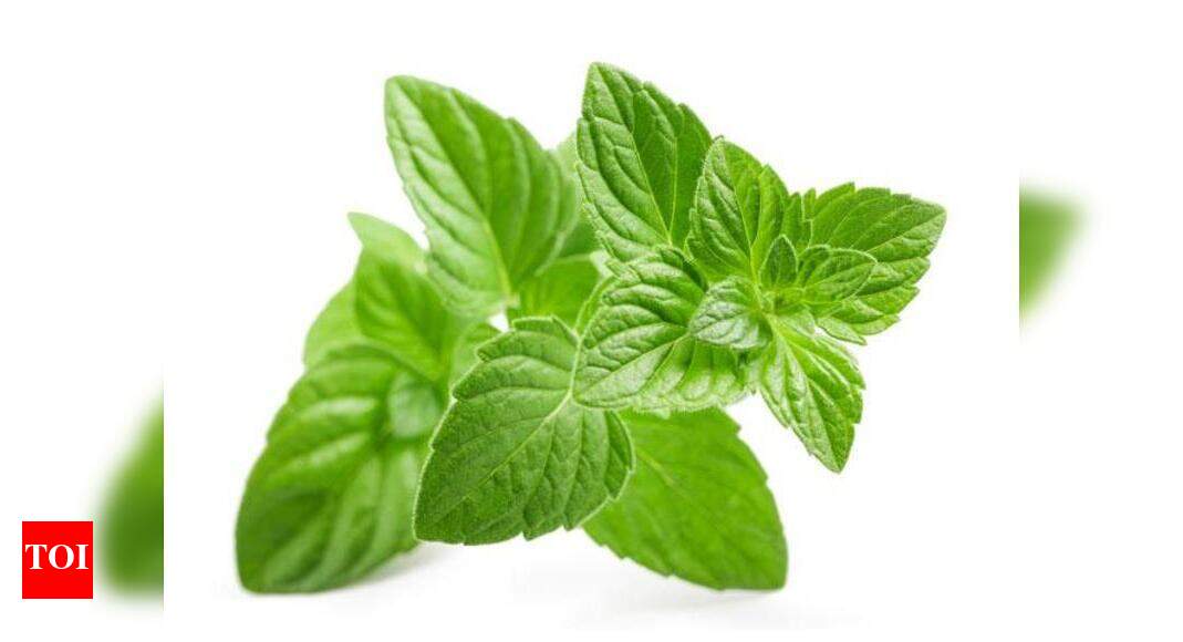 Mentha Oil Rate/Price Today Mentha oil futures drop 1.07