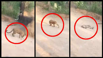 2 leopards die of starvation in Udupi, video goes viral