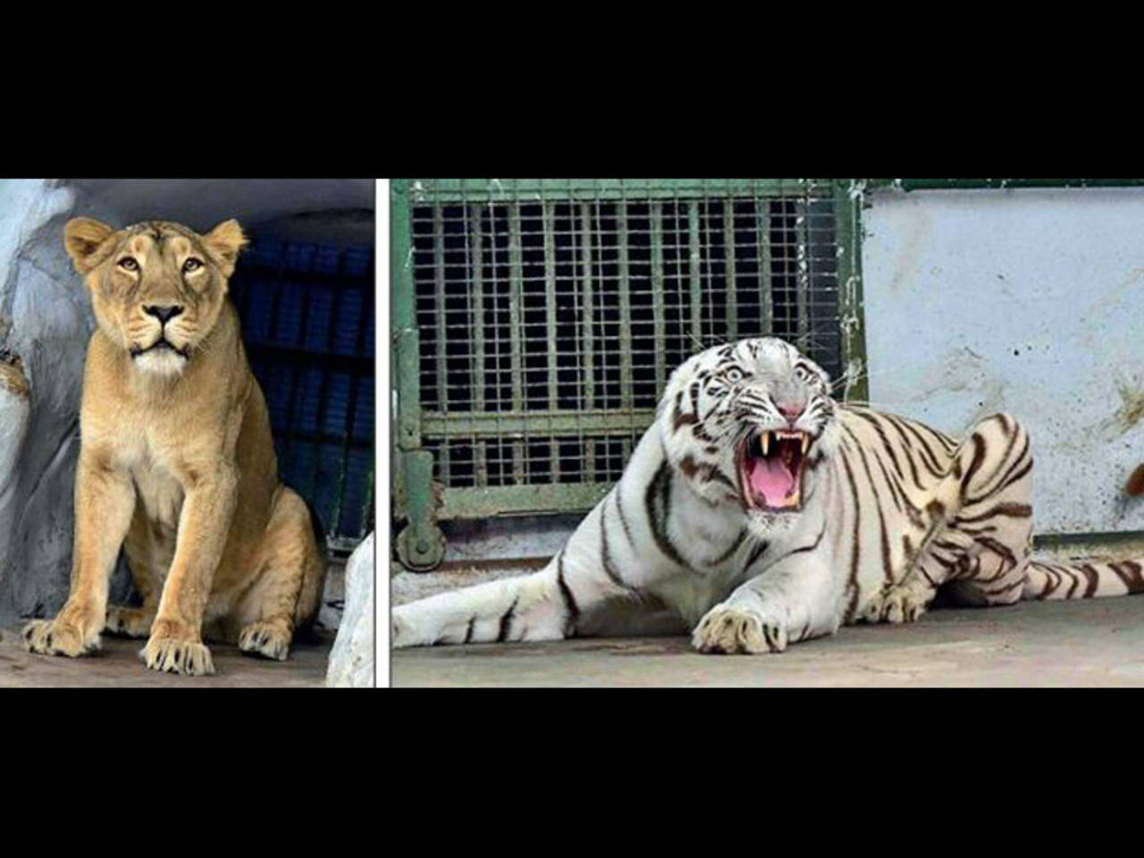 Ahmedaabd zoo gets lioness, white tiger | Ahmedabad News - Times of India Ahmedaabd zoo gets lioness, white tiger | Ahmedabad News - Times of India