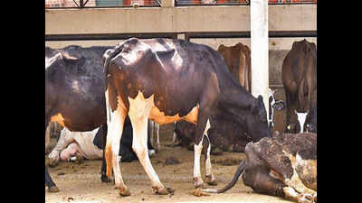 <arttitle><strong/>UP plans international cattle varsity in Mathura</arttitle>