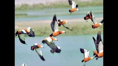Experts to study Pilibhit migratory birds