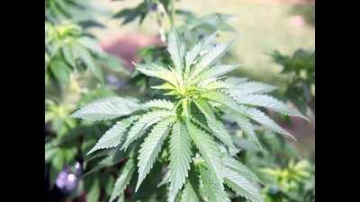 UP STF seeks details of Andhra cannabis smuggler