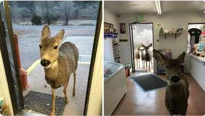 Oh Dear: This deer family loves shopping in general store