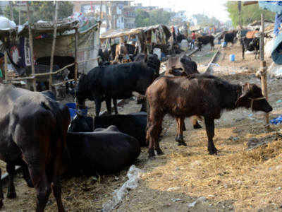 Uttar Pradesh, Telangana sensitise officers to better dairy practices