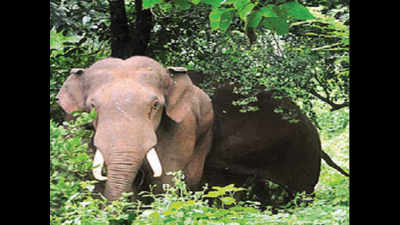 Elephant found dead in Haldwani forest division