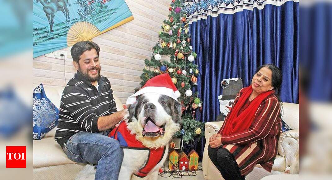 Dog snacks, customized collars and Santa hats for Agra pets this Xmas